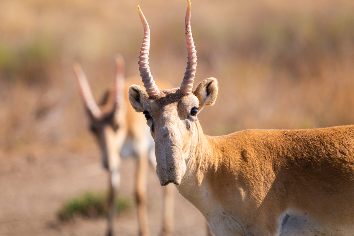 Saiga Steaks: Kazakhstan to Cull Thousands of Once-Endangered Antelope as Numbers Rebound