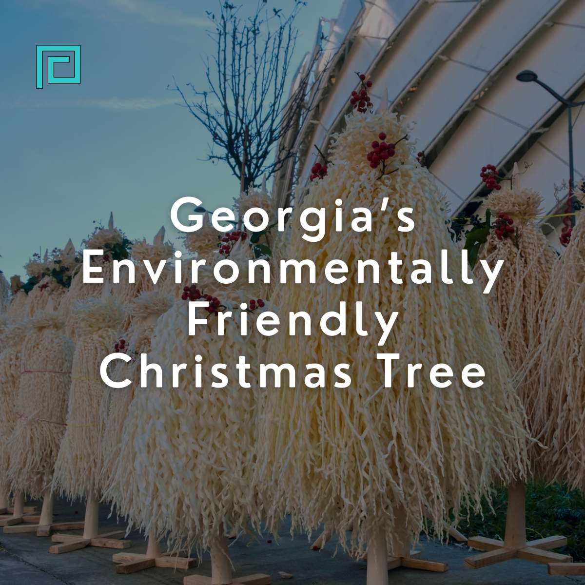 Georgia’s Environmentally Friendly Christmas Tree Chichilaki